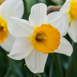 Daffodil 'Barret Browning'